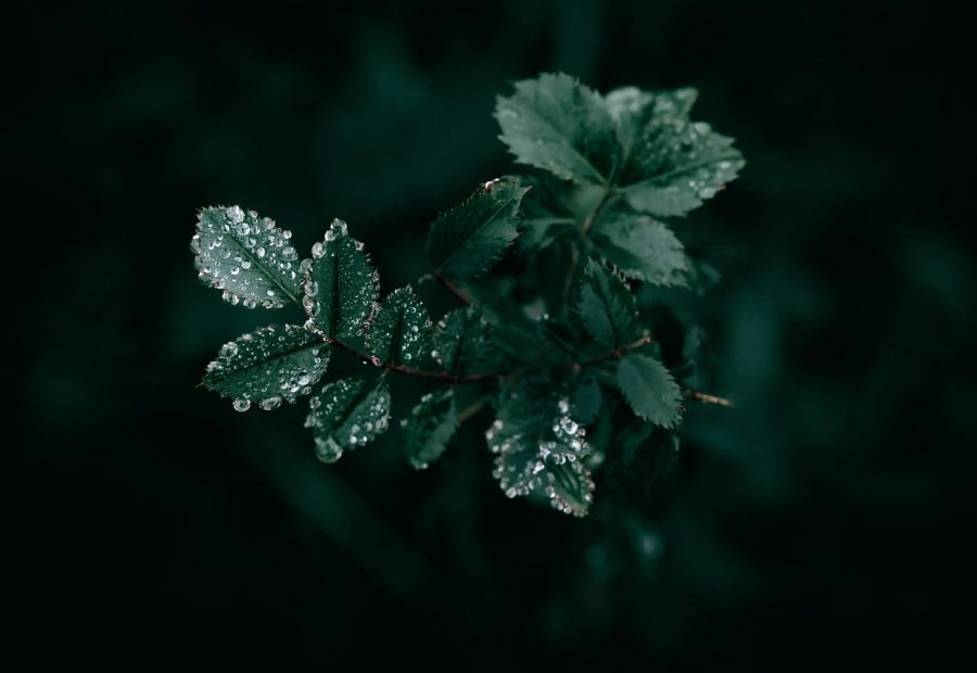 蜘蛛纸牌免费版在线玩 说明台编辑坐在深绿色书桌前整理纸牌与索引卡片，桌上摊开一叠标注了核验日期的便签纸，窗外是傍晚的冷色调光线
